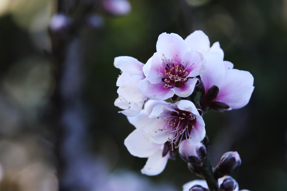 Nectarine Blossom