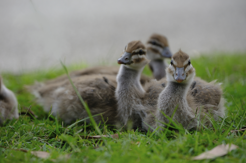 Cute little ducks