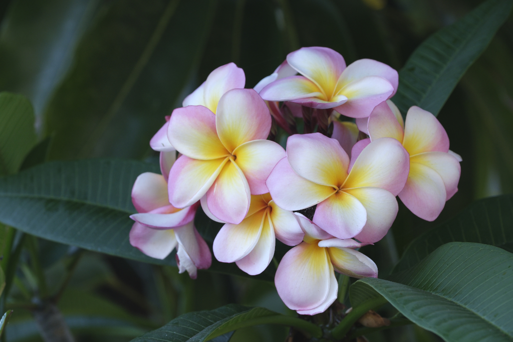 Frangipani 2