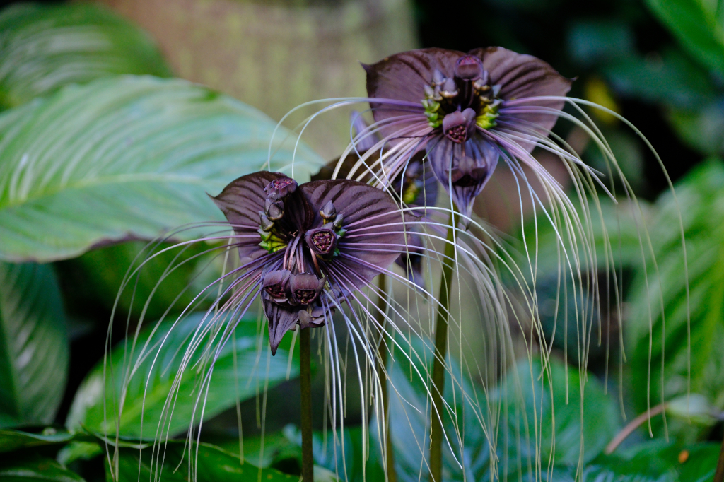 Black Bat Plant