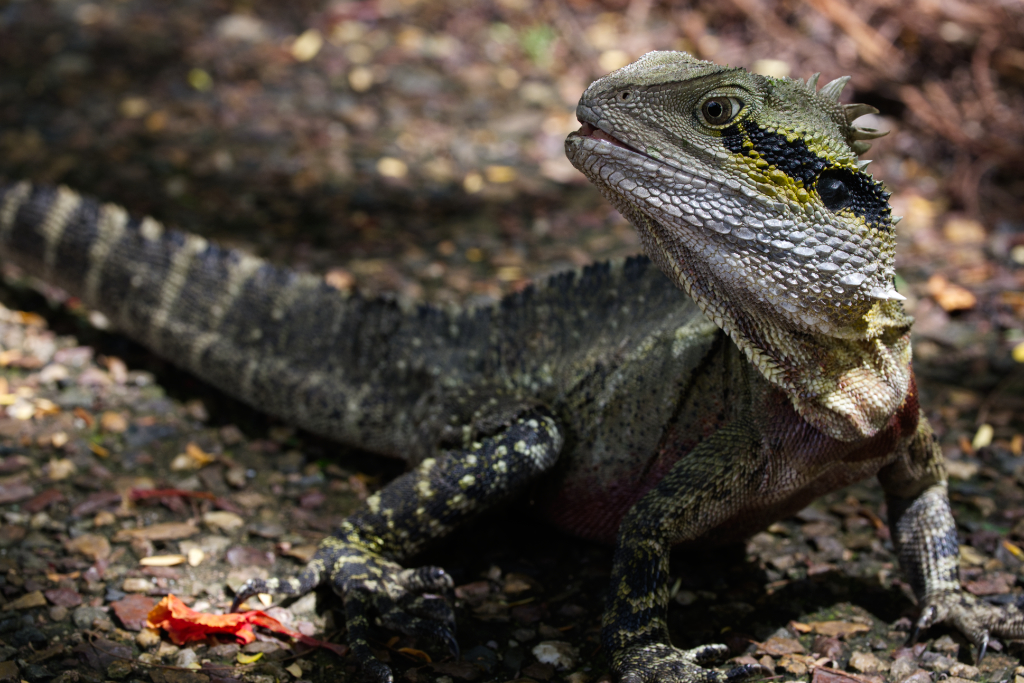 Eastern Water Dragon