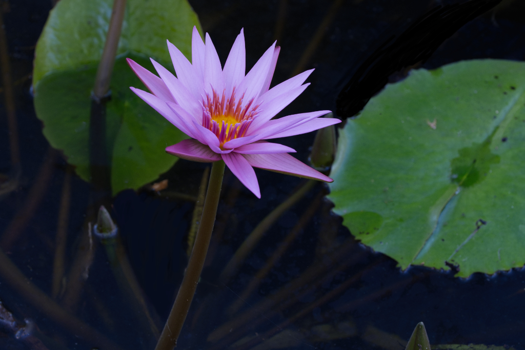pink-purple water lily