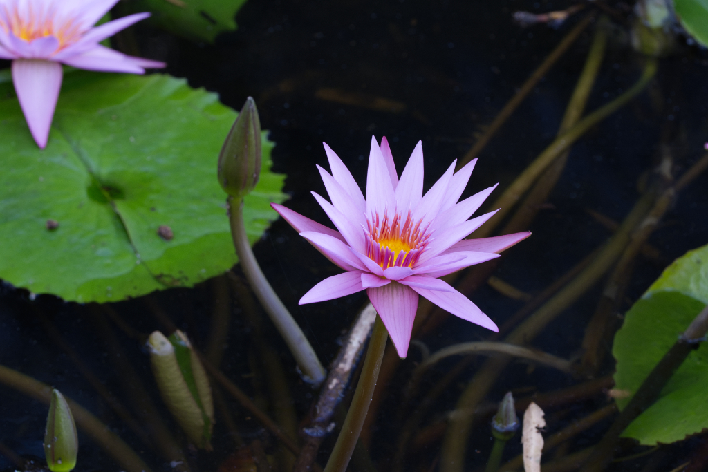  pink-purple water lily