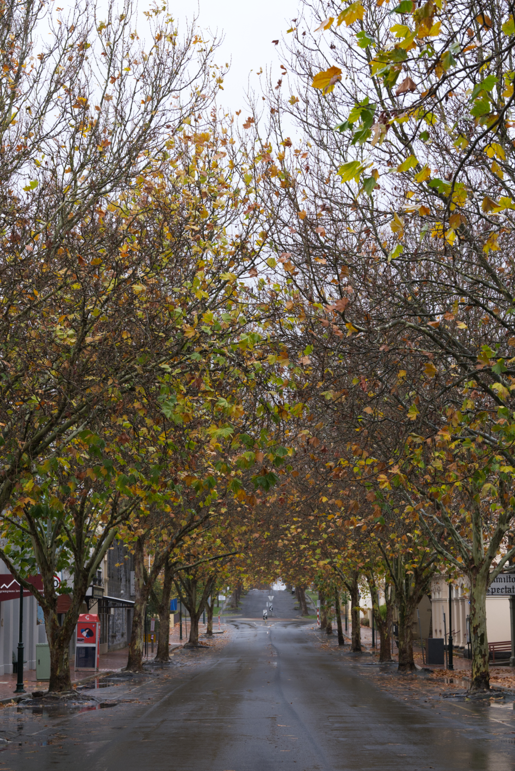  autumn trees lining a roadway