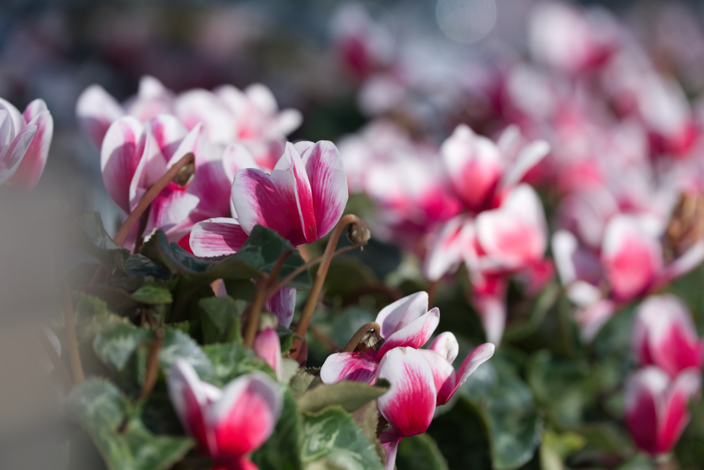 cyclamen flowers
