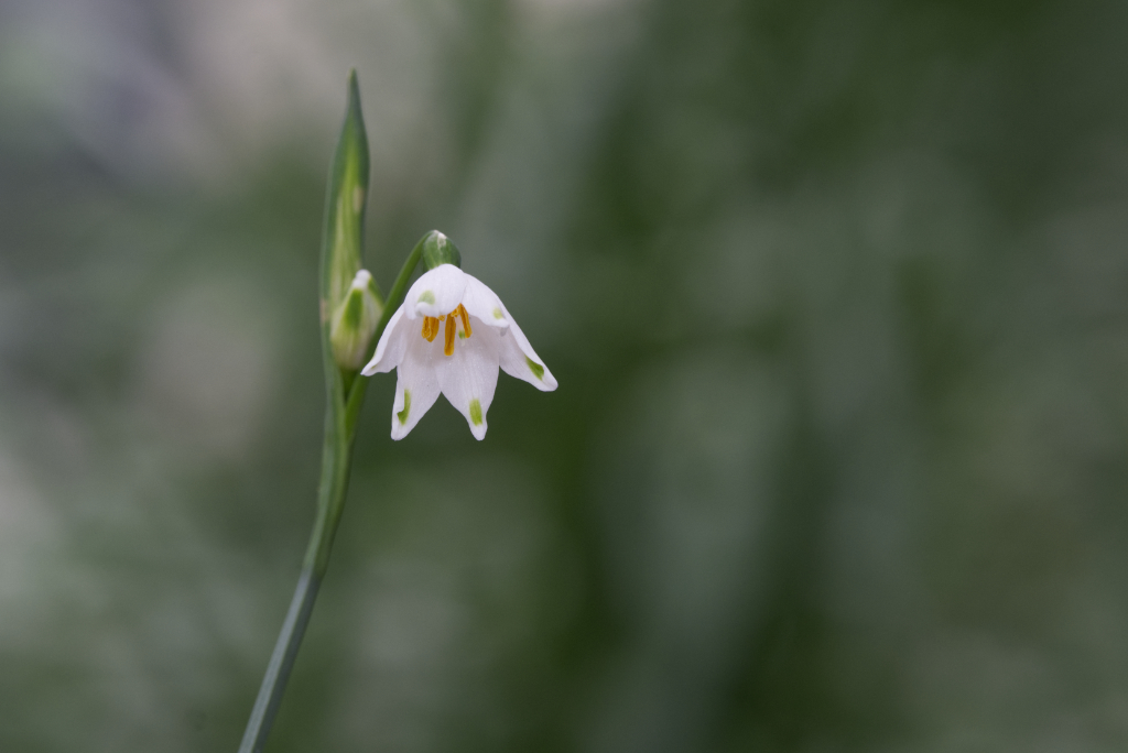 Snowflake flowers