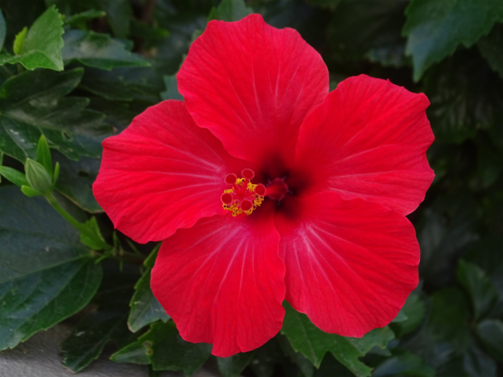 Red Hibiscus