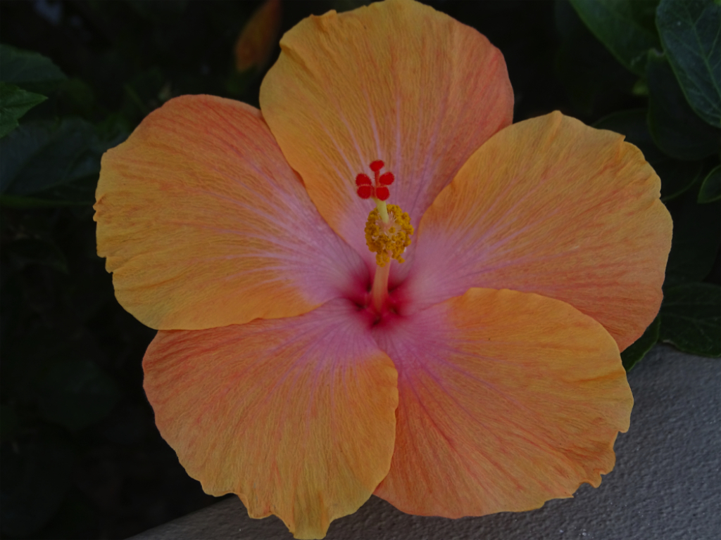 Orange Hibiscus